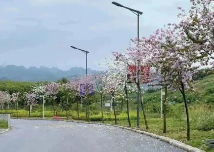 遇见花开 筑梦未来——西大附中百色分校小升初专场校园开放日